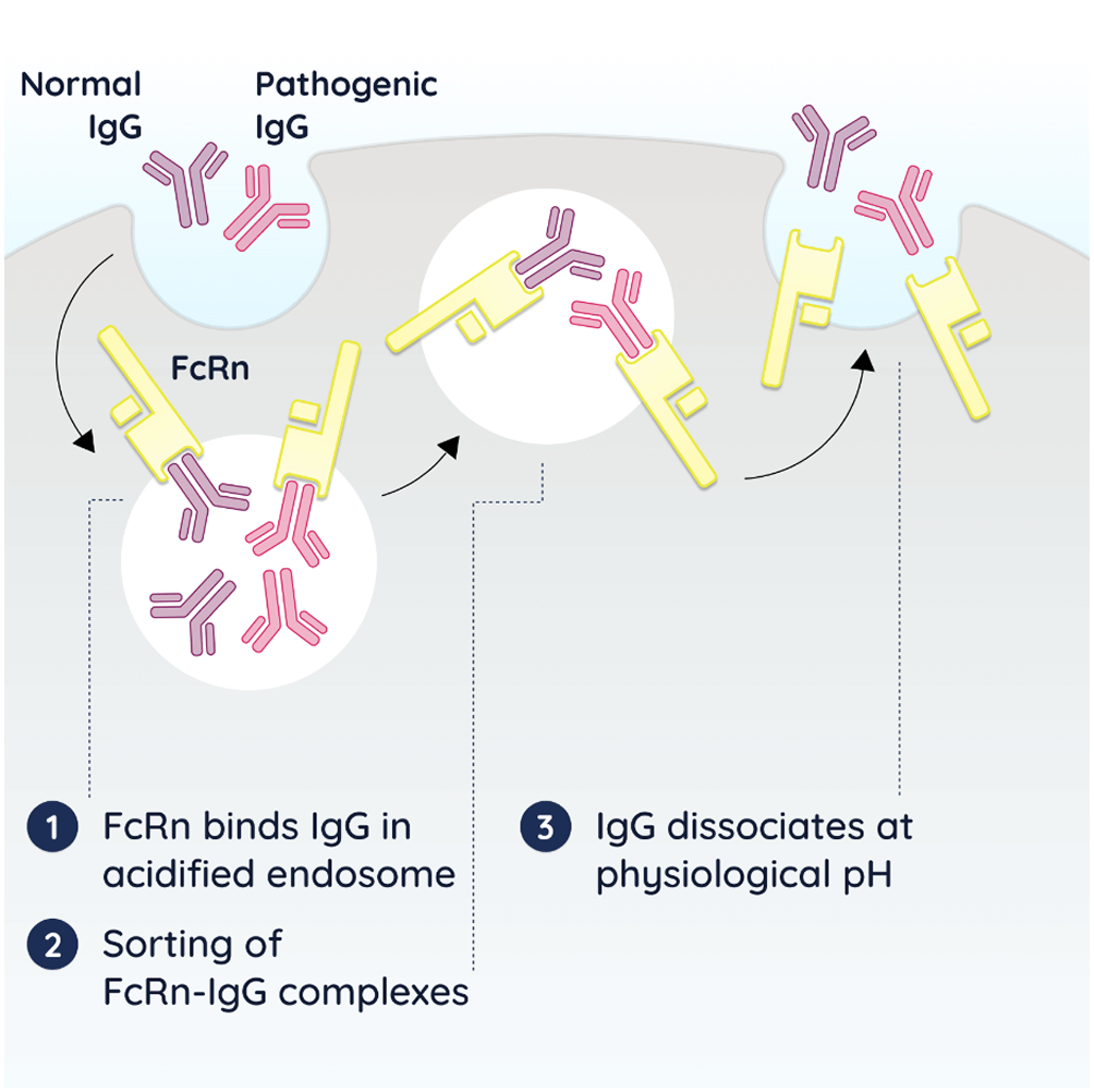FcRn sustains autoantibody concentration